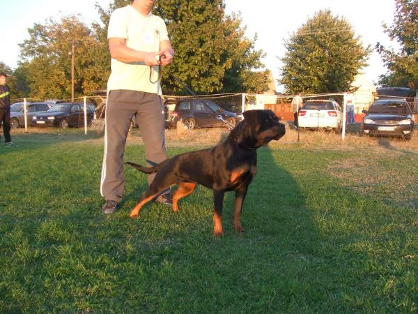 Honda hause kaligula | Rottweiler 