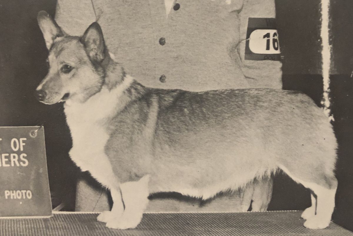 Blujor This Will Be Ours | Pembroke Welsh Corgi 