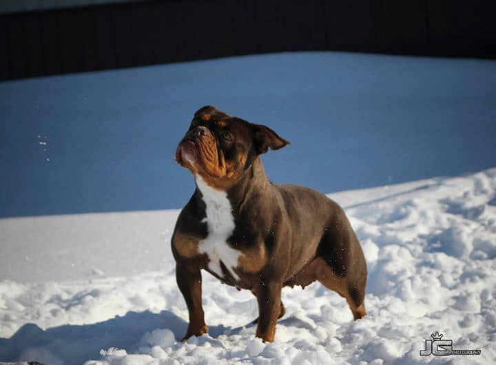 D-Day's Cashmere | Olde English Bulldogge 