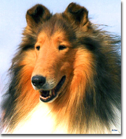 Fantasy's Bronze Talisman | Rough Collie 