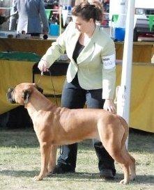 Schafer's 5 Star Pretty N Pink | Bullmastiff 