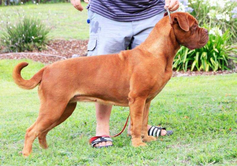 Amazonite Samba | Dogue de Bordeaux 