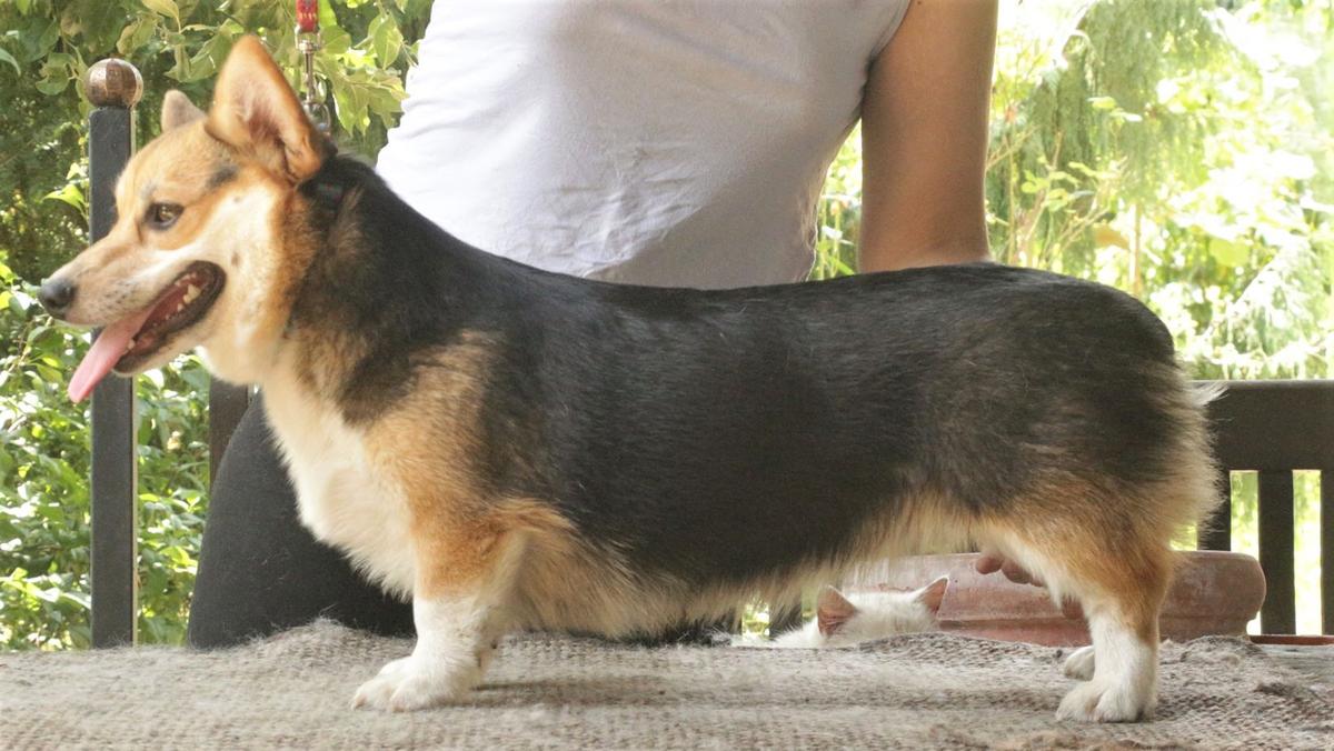 Charlotte Cambridge Kotoku (N/B) | Pembroke Welsh Corgi 