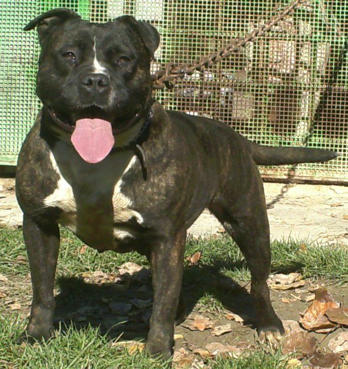 MORITA RB | American Pit Bull Terrier 