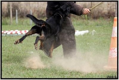 Chiquita de Vag-ner's Memory | Beauceron 