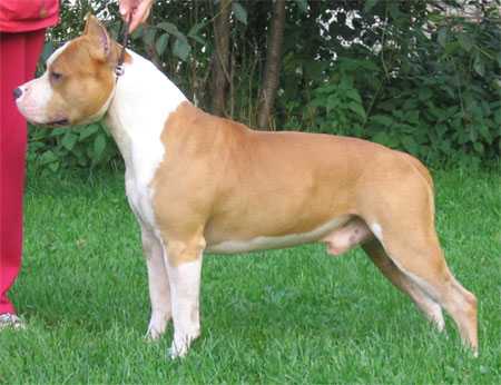 Bakaroro end Itubori Adi Budda | American Staffordshire Terrier 