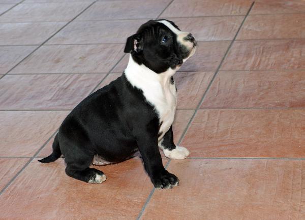 Real Am Staf Bella | American Staffordshire Terrier 