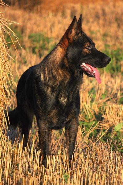 Poker STASI | German Shepherd Dog 