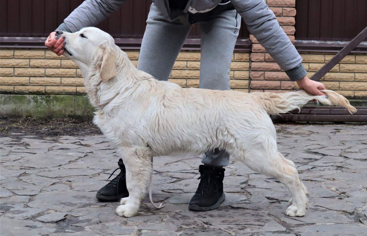 MASTERPIECE Forward Ukraine | Golden Retriever 