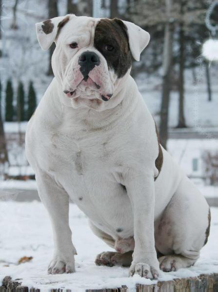 DZHEDAY DART IZ YAROSLAVSKOY RATI | American Bulldog 