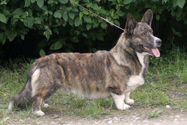 Aethwy Golden Slumbers | Cardigan Welsh Corgi 