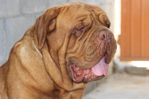 Dillan / Harari | Dogue de Bordeaux 