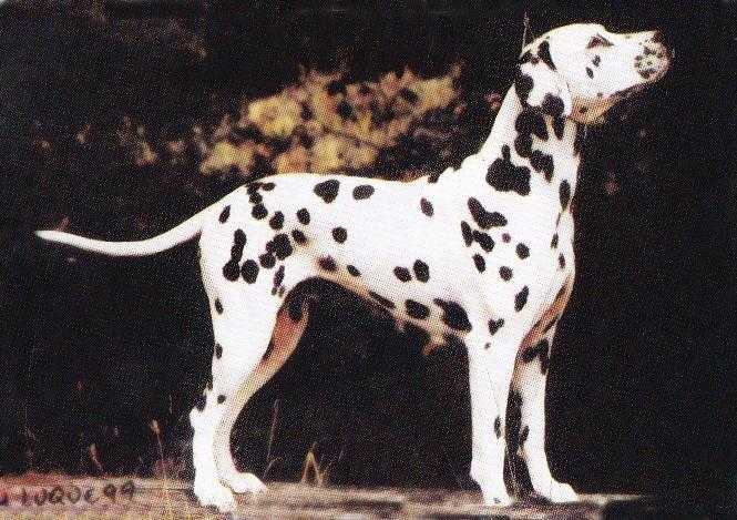 Jemblewood Jezebel | Dalmatian 