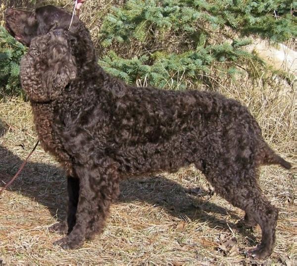 Kei-Rin's Medicine Man | American Water Spaniel 