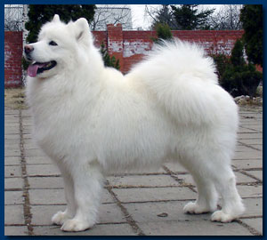 Angel Ayona Melany | Samoyed 