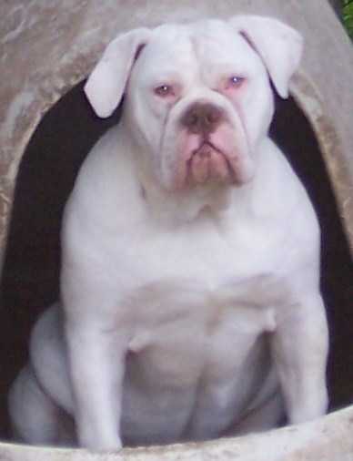 BuffaloCreek's/EastSide KY. Arctic NightMare. | Olde English Bulldogge 