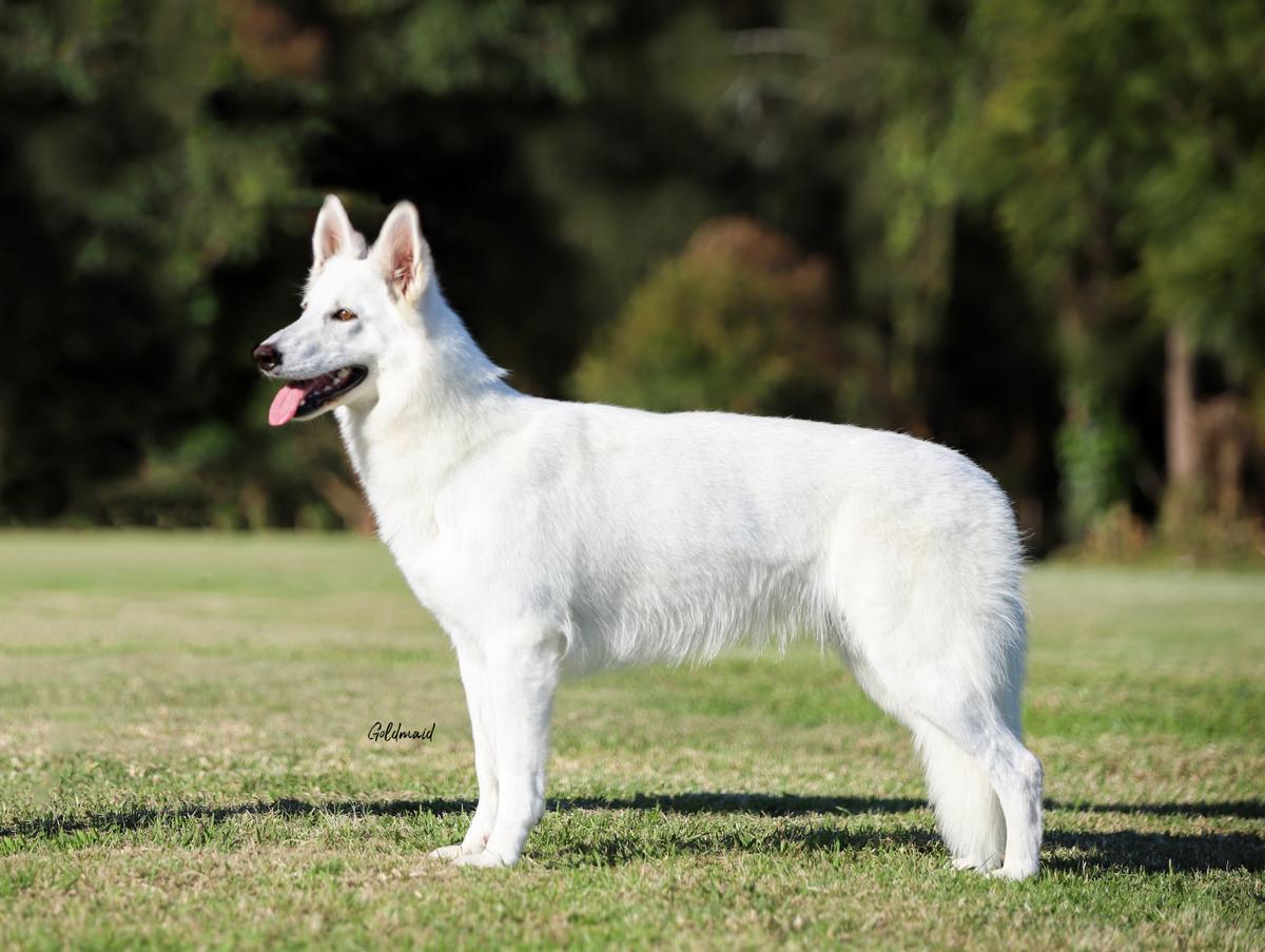 Kassreign Armed N Dangerous | White Swiss Shepherd Dog 