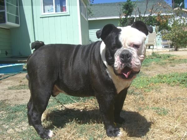 Pacific Blue's Tyson | Olde English Bulldogge 