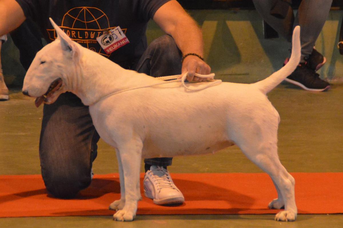 Rebelside Silver Moon | Bull Terrier 