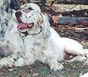 Aberlour Nobodys Fool | English Setter 