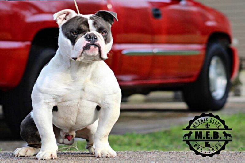 MEB Preacher | Olde English Bulldogge 