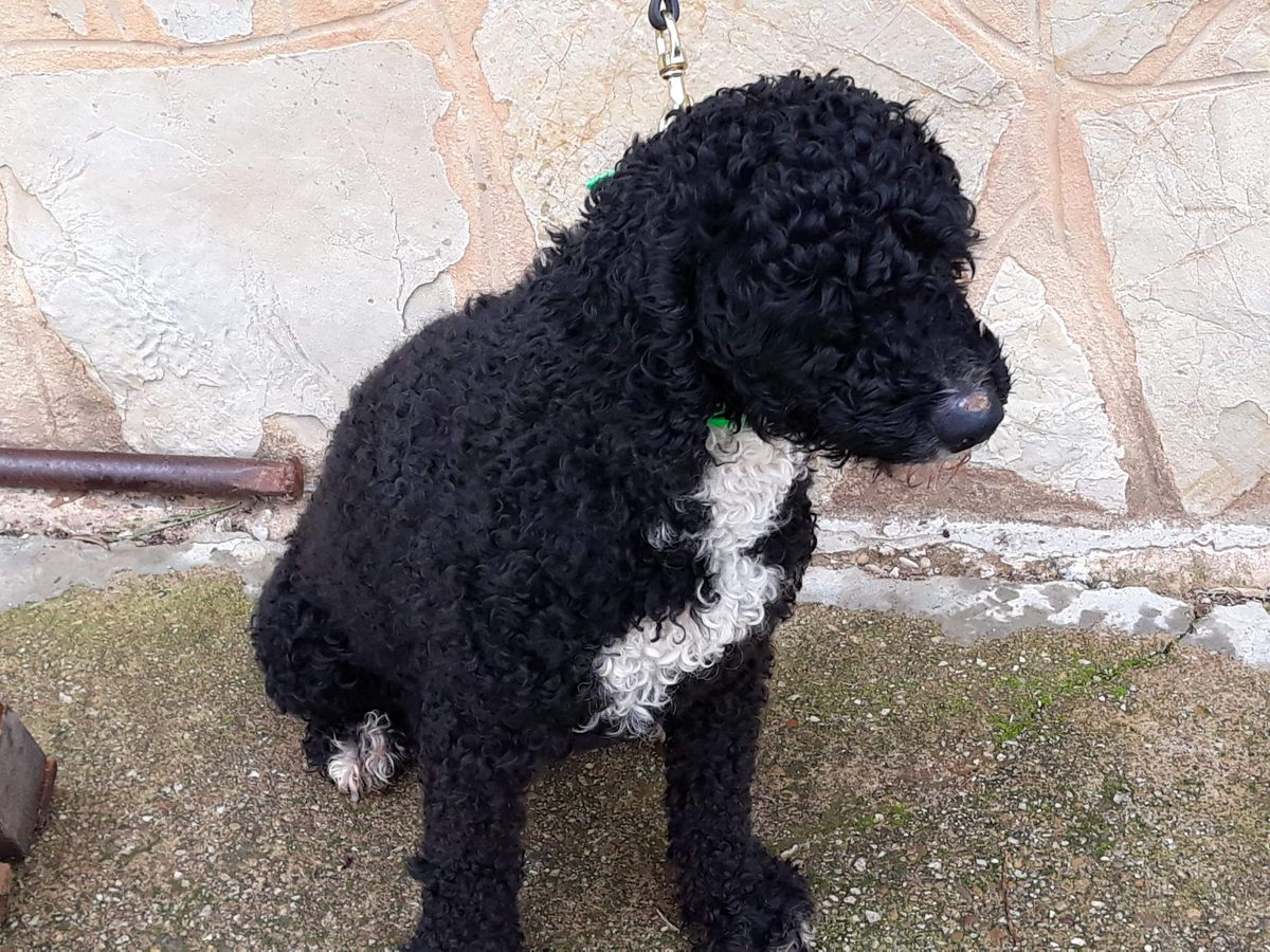 Garbo | Spanish Water Dog 