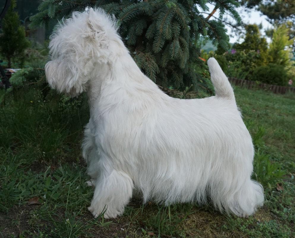 FAIRYTALE Secret of Love | West Highland White Terrier 