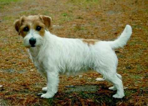 Small starlet | Jack Russell Terrier 