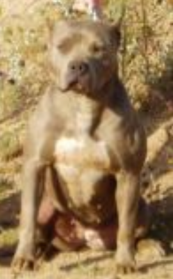 IRON CROSS' BLUE BANSHEE | American Pit Bull Terrier 