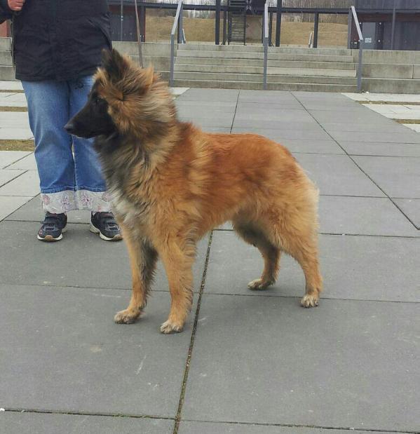 Romeo and Juliet of Pure Passion | Belgian Tervuren 