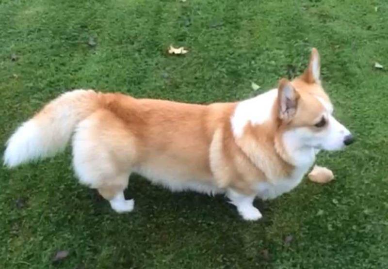 Heym of Hassellyn First Love Frederik | Pembroke Welsh Corgi 