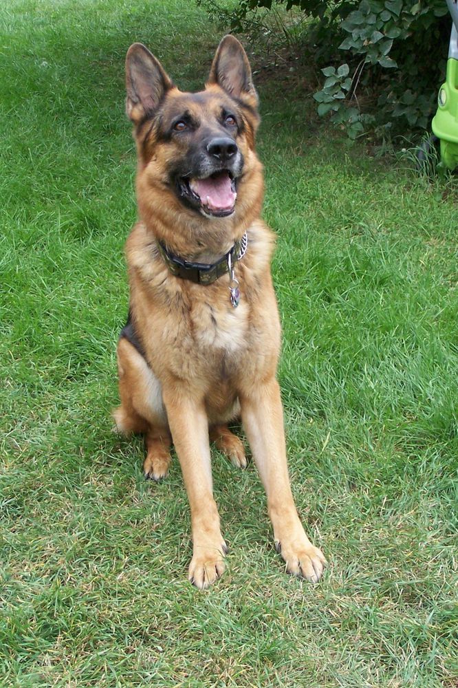 Edgar vom Backstromhus | German Shepherd Dog 