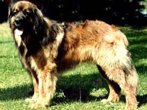 Lejonlands Don-Leo | Leonberger 