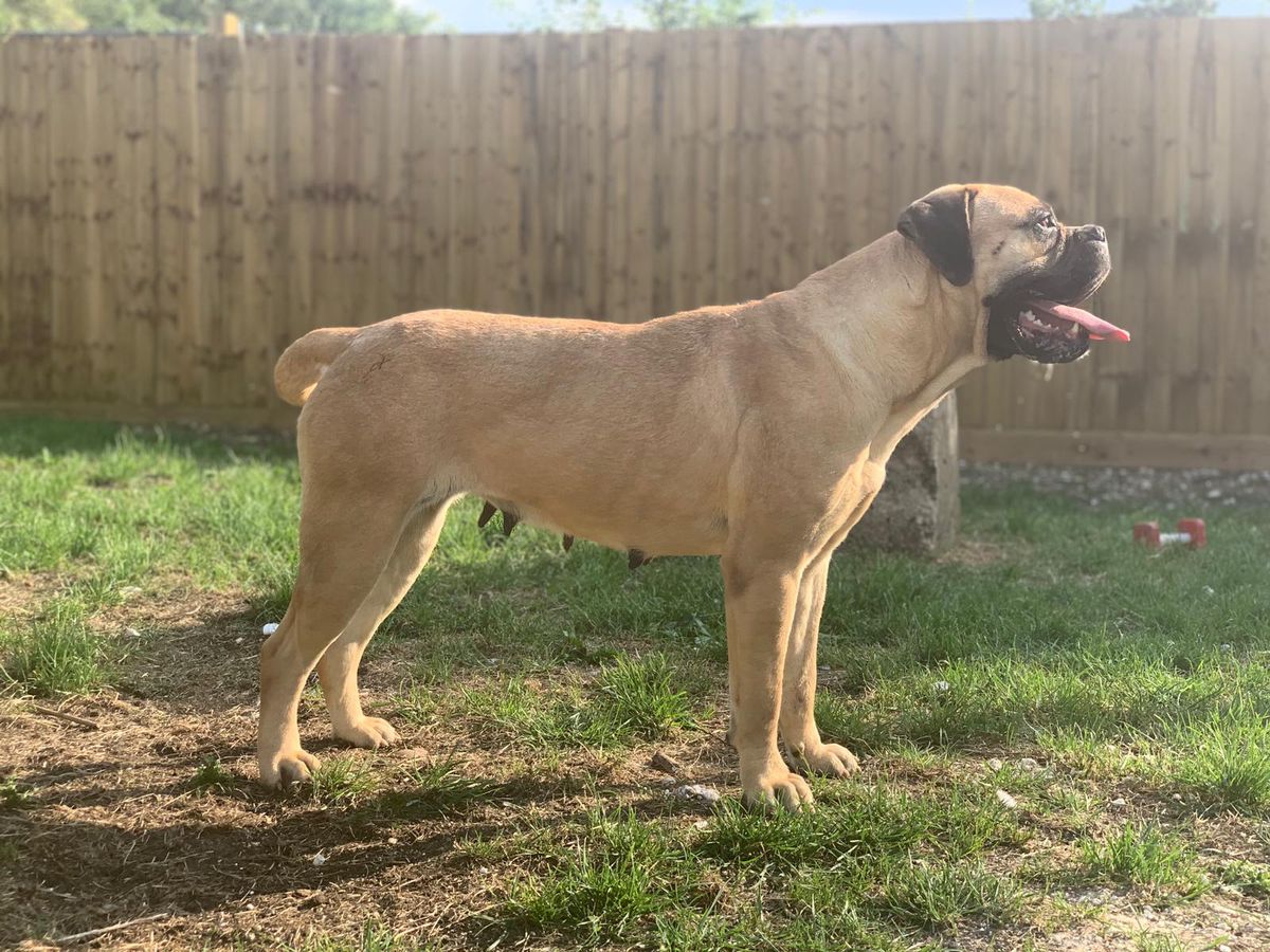 Justy Emanuilbull | Bullmastiff 