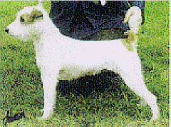 Bridevale Flert | Jack Russell Terrier 