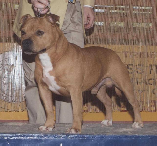 Moystaff Buffalo Soldier | Staffordshire Bull Terrier 