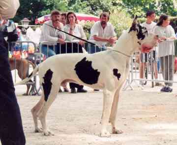 Lutte des Habits Rouges | Great Dane 