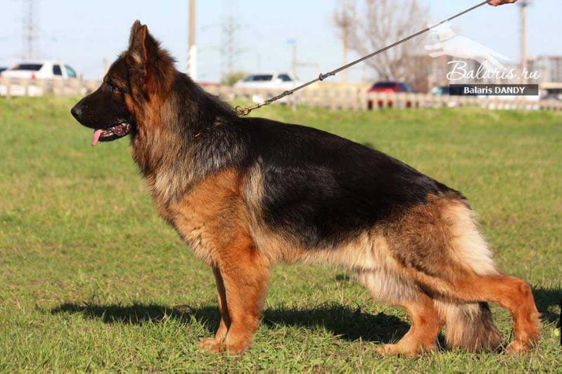 Balaris DENDY | German Shepherd Dog 