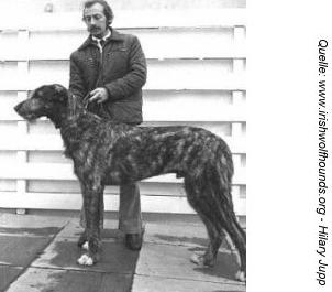 Sulhamstead Master | Irish Wolfhound 