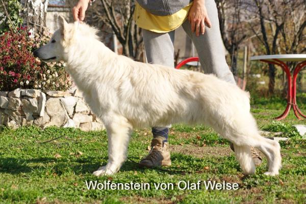 Wolfenstein von Olaf Weise | White Swiss Shepherd Dog 