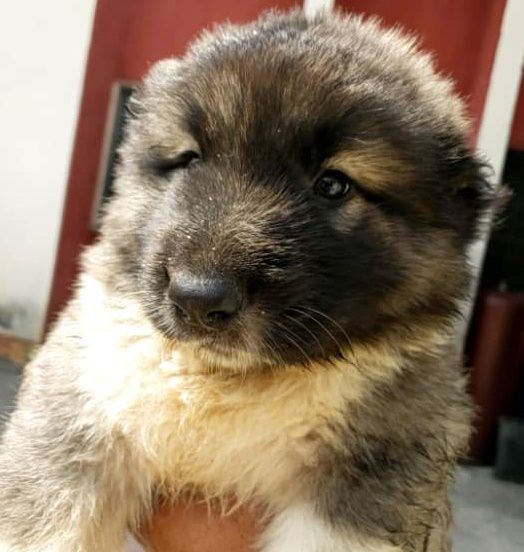 Perry Achilis | Caucasian Mountain Dog 