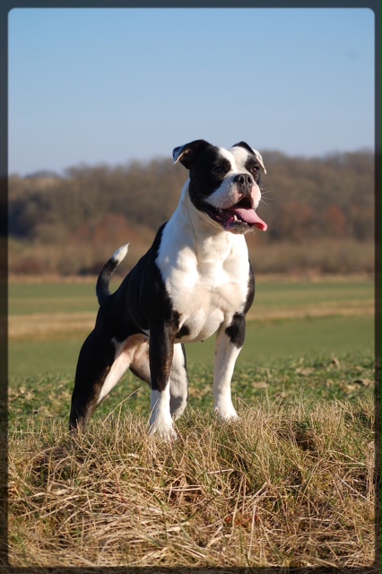 Ironbull's Dynamite | Olde English Bulldogge 