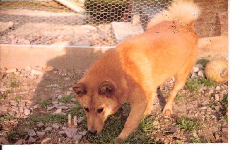 ROSVO de la Cascade des Jarreaux | Finnish Spitz 