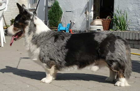 Sisterwood's Litl Sam's Busyboy | Cardigan Welsh Corgi 