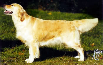 Camrose Betony | Golden Retriever 