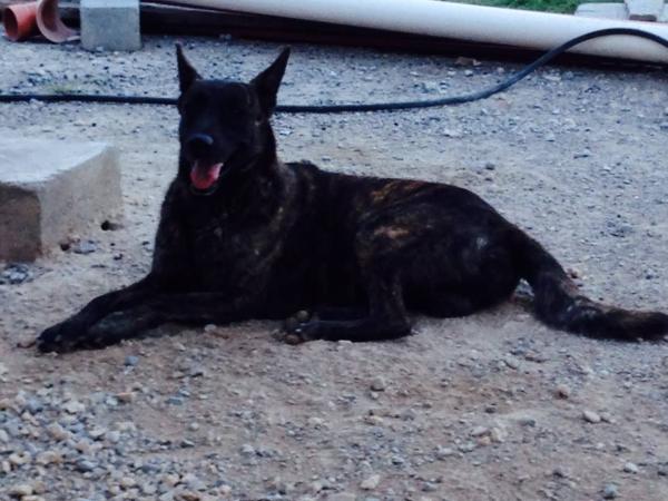 El max (Mar) | Dutch Shepherd 