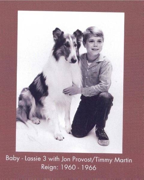 Lassie III (Baby) | Rough Collie 