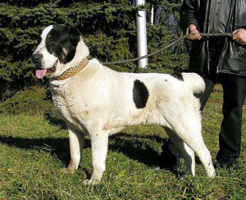 Birma Saksoniya | Central Asian Shepherd Dog 