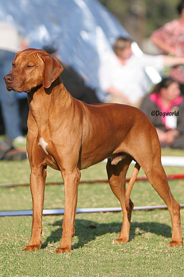 Usakose Air Of Success Of Gondwana | Rhodesian Ridgeback 