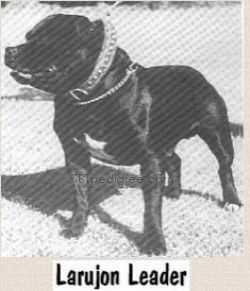 Larujon Leader | Staffordshire Bull Terrier 